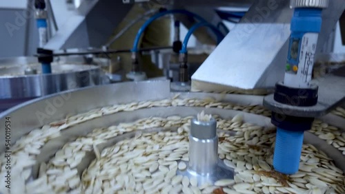 Seed selection on the conveyor.