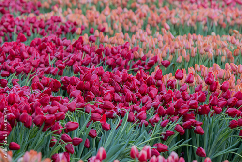 Flower Bed At The National Tulip Day At The Dam Square Amsterdam The Netherlands 2020Flower Bed At The National Tulip Day At The Dam Square Amsterdam The Netherlands 2020