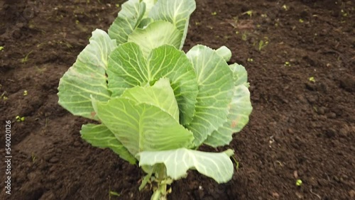A bed with cabbage. The passage of the camera along the vegetables.