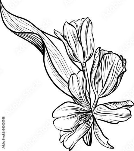 Flowers are tulips in a bouquet. The drawing is a realistic black and white sketch. An element of spring design. Vector.