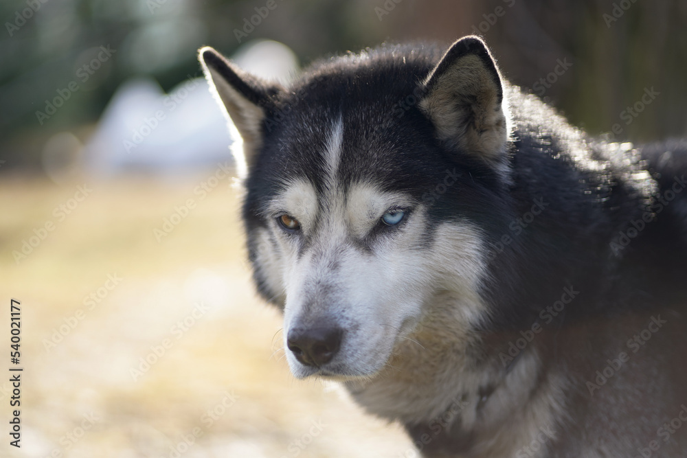 Beautiful husky dog, close-up photo.