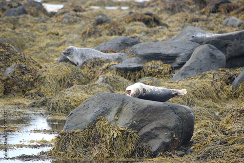 Icelandic seal photo