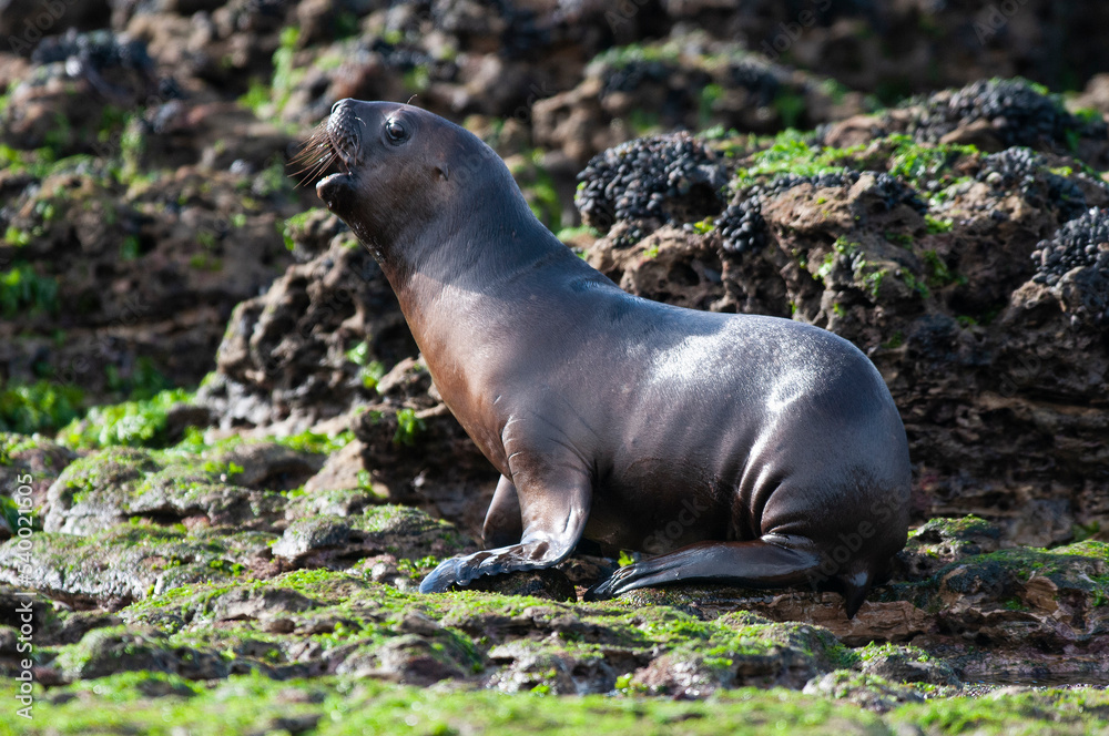 Fototapeta premium Sea Lion baby, Peninsula Valdes, Unesco World Heritage Site,Patagonia, Argentina