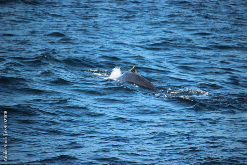 Whale, Iceland