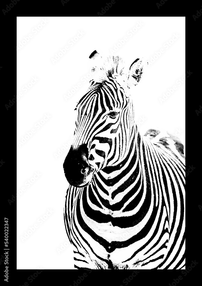 zebra in a black and white zebra in a black and white