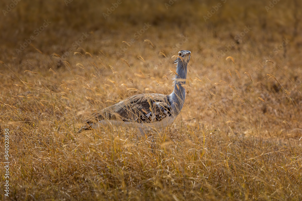 Kori Bustard bird in the grasslands of the Amboseli National Park, Kenya Kori Bustard bird in the grasslands of the Amboseli National Park, Kenya