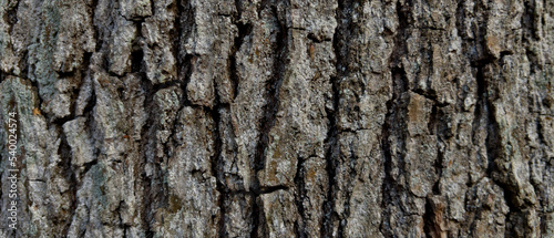 Background of a tree bark structure. © michalsen