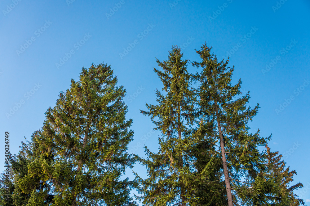 Coniferous trees in the forest. Pine trees. Big dark green coniferous tree. Christmas tree. 