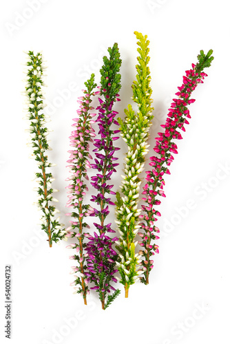 Blooming colorful heather flowers (calluna vulgaris L.) isolated on white background.