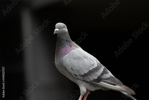 Pigeon européen posé sur un mur attendant sa belle 