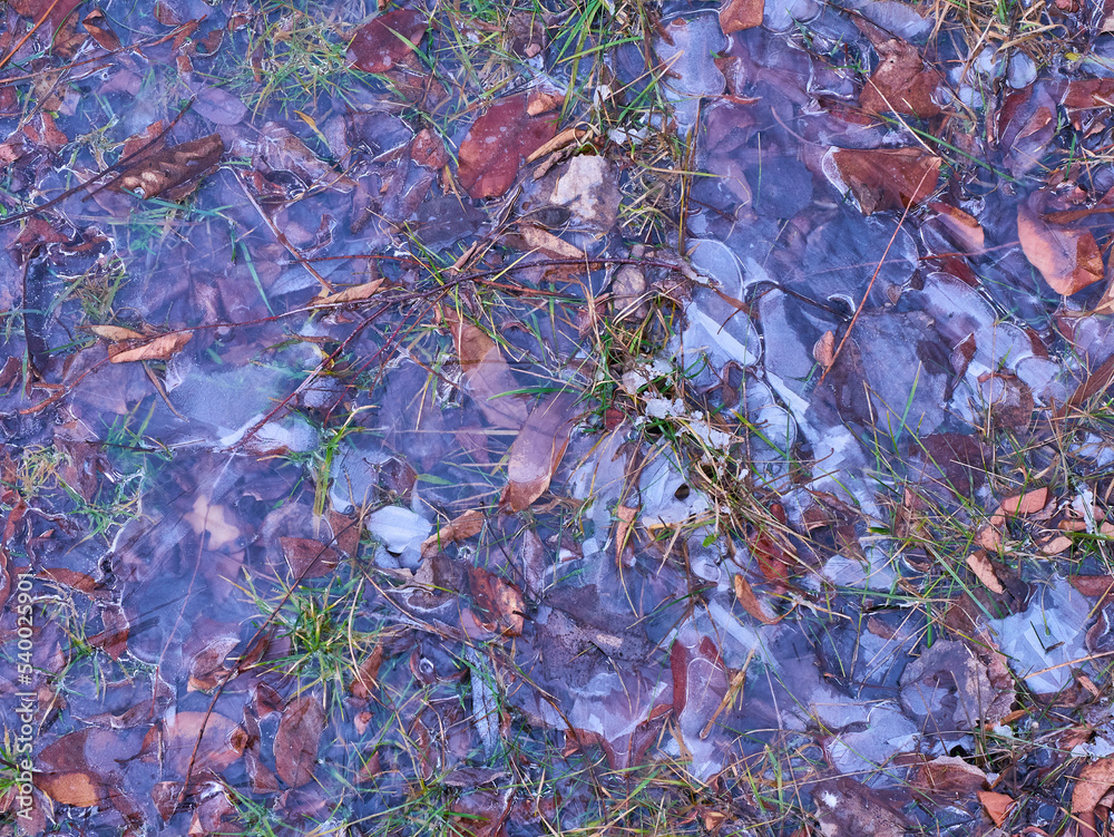 Frozen leafs. Frozen puddle with grass and leafs.