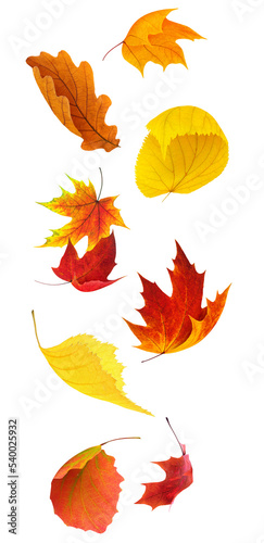 Colorful autumn tree leaves falling, vertical, cut out