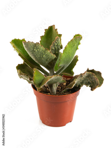 Kalanchoe beharensis in a pot isolated on white background photo