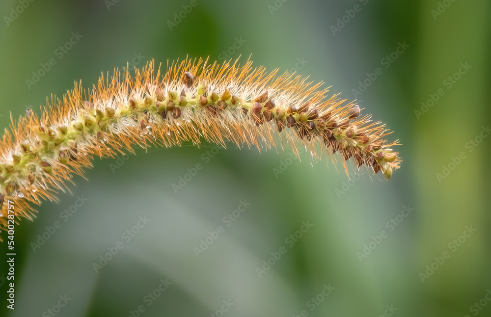 Plant in the corn field