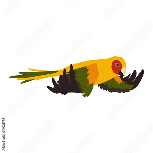 Colorful ara flying with spread wings vector illustration. Bird flapping wings, flight movements. Colorful parrot flying in sky isolated on white background. Animal, motion concept