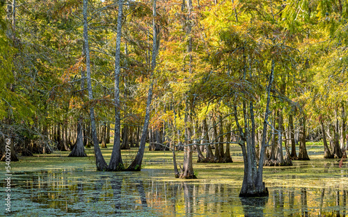 Φωτογραφία Trees in a Bayou swamp in southern Texas.