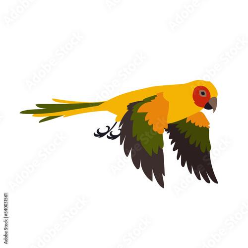 Colorful exotic ara with spread wings vector illustration. Bird flapping wings, flight movements. Colorful ara flying in sky isolated on white background. Animal, motion concept