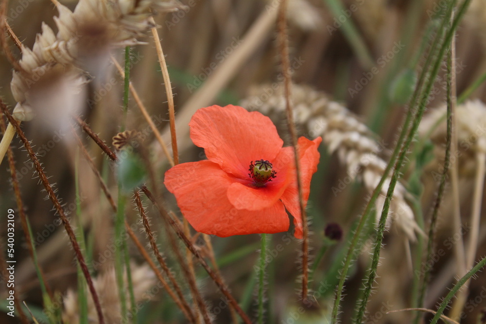 Obraz premium Roter Mohn - Foto. Sommerszene in der Natur. Wildblumen aus nächster Nähe. Goldener Hintergrund. Mohnkuchen. Industrieanlagen. Landwirtschaftlicher Bereich. Organische Flora. Lebensmittelproduktion. 