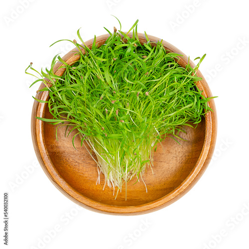 Carrot microgreens in a wooden bowl. Ready-to-eat green seedlings, shoots and young plants of sprouted Daucus carota, a root vegetable. Used as healthy garnish. Close up, from above, macro food photo.