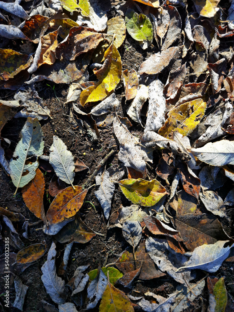 fallen autumn frozen leaves background nature texture fallen autumn frozen leaves background nature texture