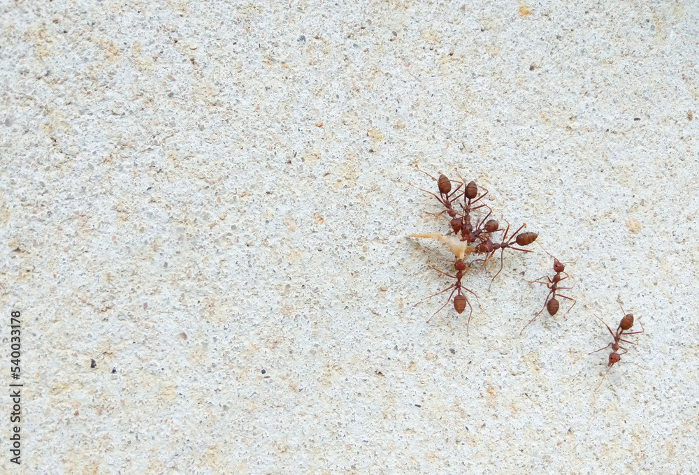 Red ants are working together. On the concrete wall, the concept of unity, power, teamwork Red ants are working together. On the concrete wall, the concept of unity, power, teamwork