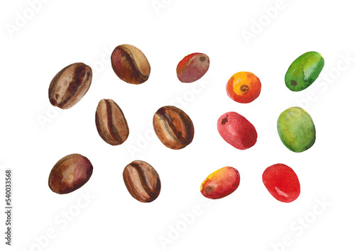 Watercolor illustration. A set of elements on a white background. Coffee beans . Branches . Leaves. Flowers.