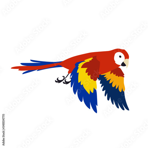 Colorful tropical parrot spreading wings vector illustration. Bird flapping wings, movements in flight. Red ara flying in sky isolated on white background. Animal, motion concept