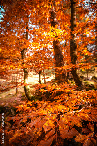 Beech tree with yellow leaves in the autumn forest - fall season foliage in the woodland