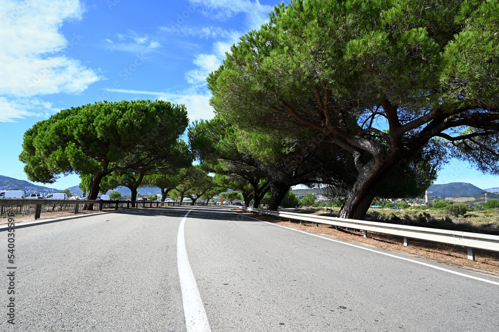 Route de Corse ensoleillée et bordée de pins parasols