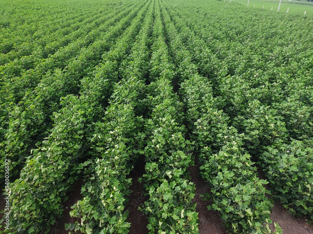 Cotton Field growing in farm, Tree with flowers, Image, Green cotton, Row of growing Cotton field