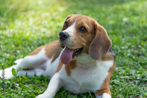 cute beagle dog on green grass outdoor in the park on sunny day, Happy beagle dog, smile beagle dog.