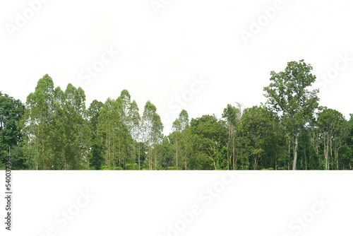 View of a High definition Treeline isolated on a white background