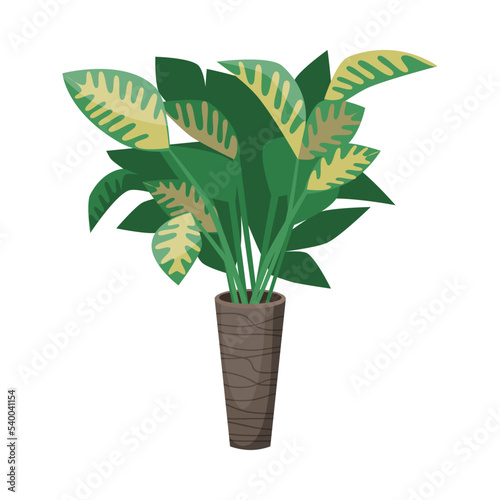 Diffenbachia in flowerpot flat vector illustration. Indoor houseplant for home or office, flower with big green and yellow leaves in vase isolated on white background. Nature, urban jungle concept