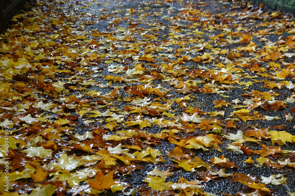 Wet fallen leaves on footpath in Autumn