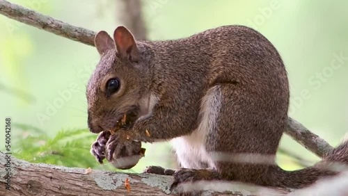 Closeup of a squirrel, Sciuridae eating a nut