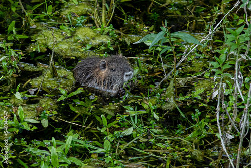 Fotografia bébé ragondin qui mange