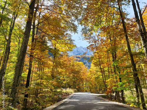 road and yellow trees at Logar Valley - colored autumn in Slovenia