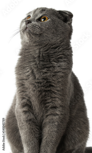 Obraz na płótnie gray scottish fold cat on a transparent background w salonie