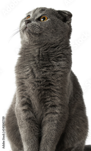 gray scottish fold cat on a transparent background