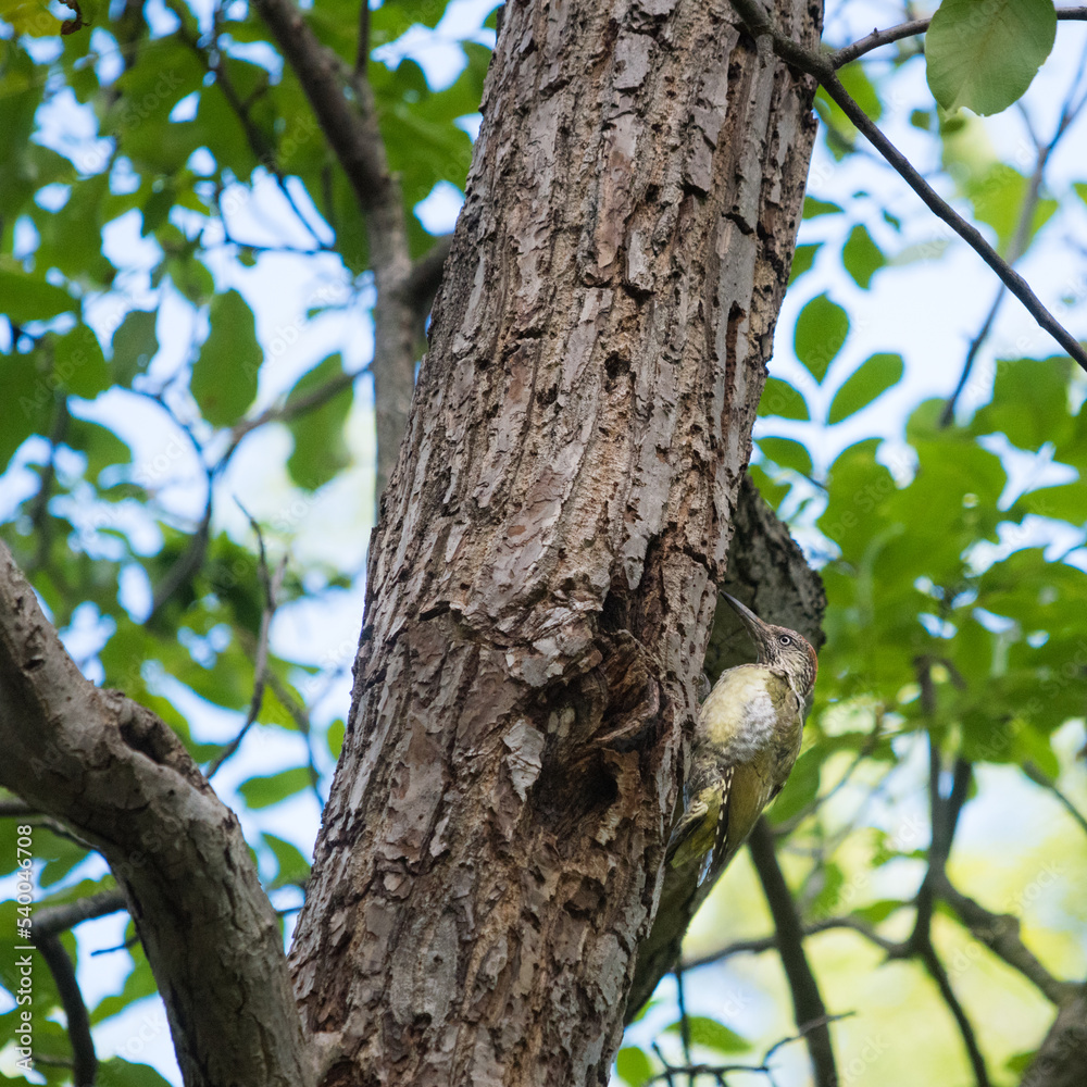 European green woodpecker (Picus viridis) on a tree near a hollow European green woodpecker (Picus viridis) on a tree near a hollow