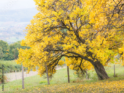  yellow cherry tree in autumn park © Ewald Fröch