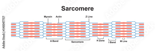 Scientific Designing of Sarcomere. Structural and Functional Unity of The Muscle. Colorful Symbols. Vector Illustration. photo