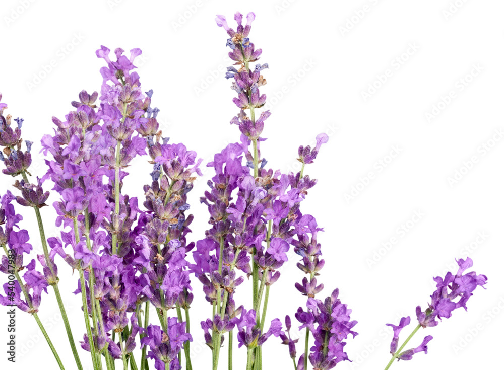 Obraz premium Lavender flowers isolated on white background