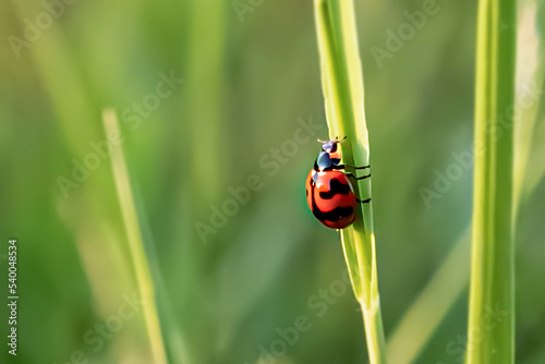 Macro image of ladybug in green grass, insect macro and natural insect world in spring concept.