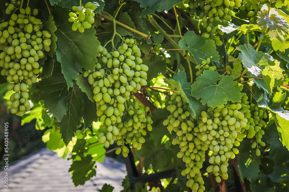 Grapevine, clusters of healthy grapes hanging from vines overhead, outdoor, garden, fruit