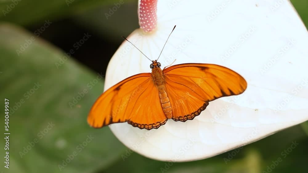 Close shot of an orange Butterfly on a white flower. Julia butterfly (Dryas iulia) Close shot of an orange Butterfly on a white flower. Julia butterfly (Dryas iulia)