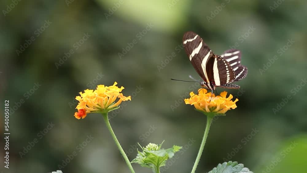 Close shot of several Butterflies playing on the flowers Close shot of several Butterflies playing on the flowers
