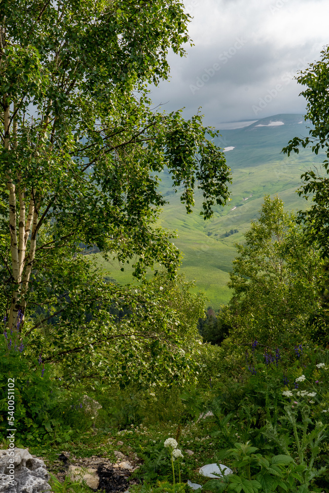 Birch trees with green highland valley through it
