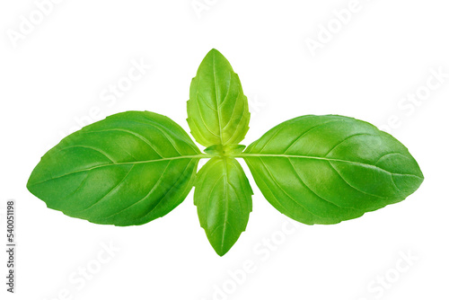 Water drop on fresh spice basil leaves natural close-up isolated on white with PNG background