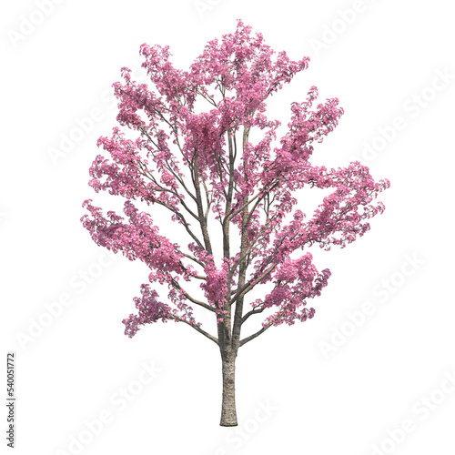 deciduous tree  isolate on a transparent background  3d illustration